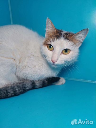 Кошка Магия в дар бесплатно