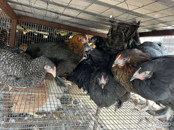 Куры молодки несушки доминант