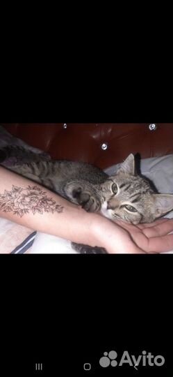 Пристрою кисоньку