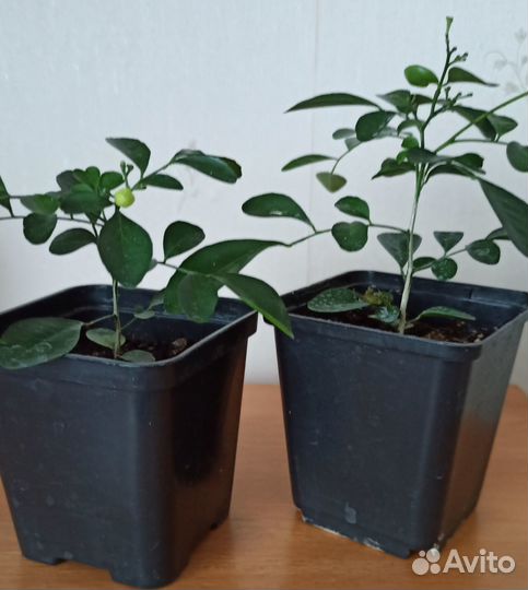 Цветы комнатные