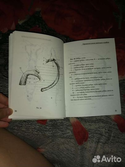 Анатомия человека