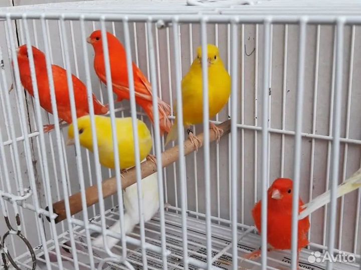 Кенары и канарейки,выстовочные