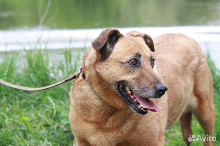 Лиза из приюта, в дар