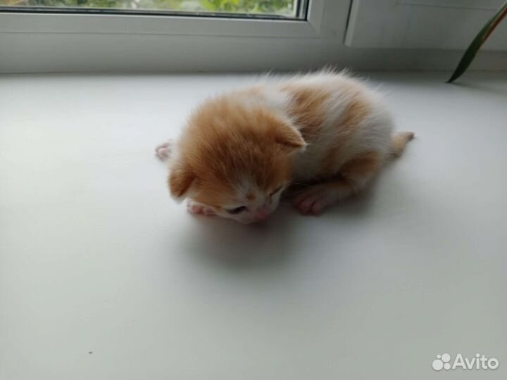 Котенок мальчик бесплатно