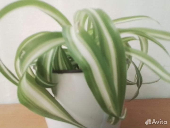 Хлорофитум кучерявый