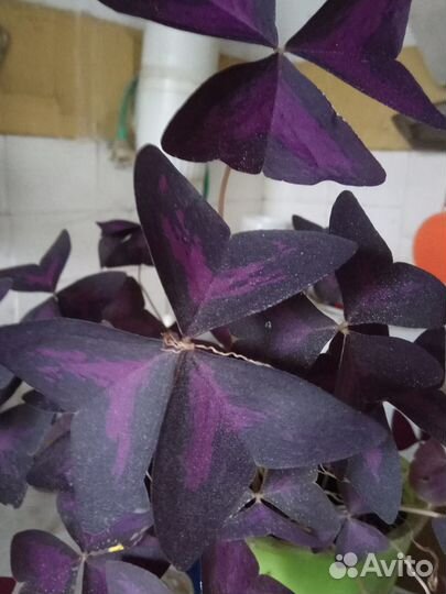 Кислица (оксалис)