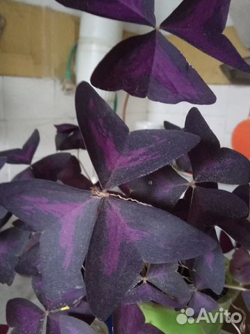 Кислица (оксалис)