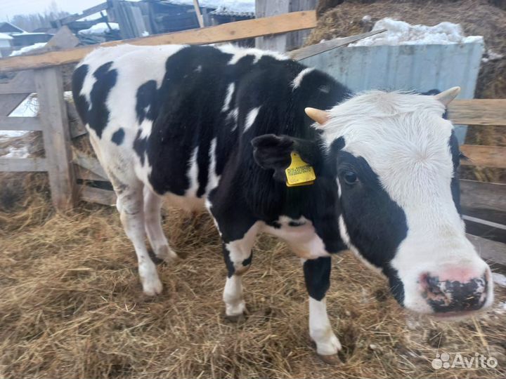 Бычки и быки