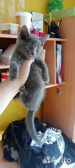 Котики девочки