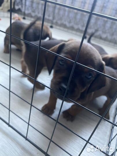 Щенки таксы