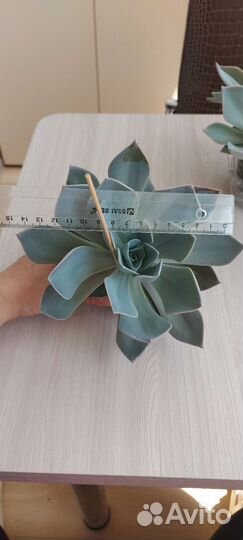 Суккулент, толстянка, эхеверия