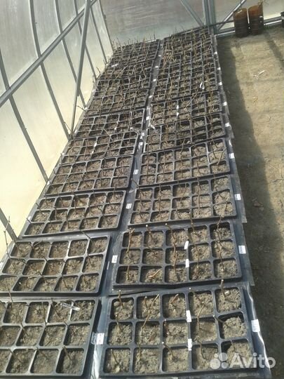 Саженцы винограда для Подмосковья