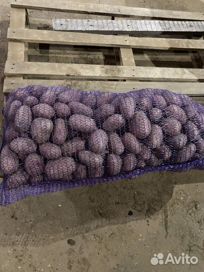 Картофель крупный продовольственный на хранение