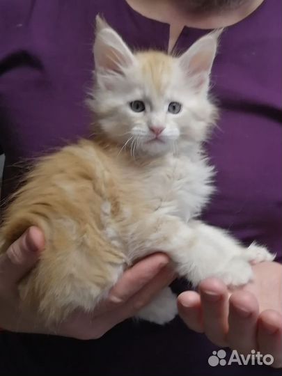 Котята мейн-кун