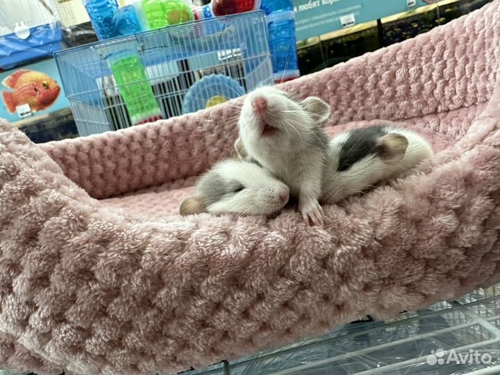 Декоративная крыса Дамбо