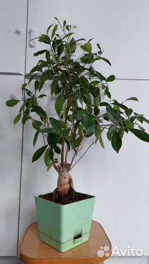 Фикус бонсай