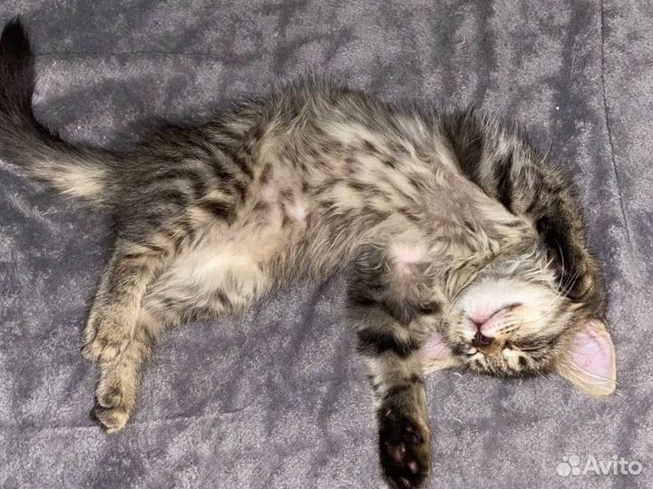 Котенок