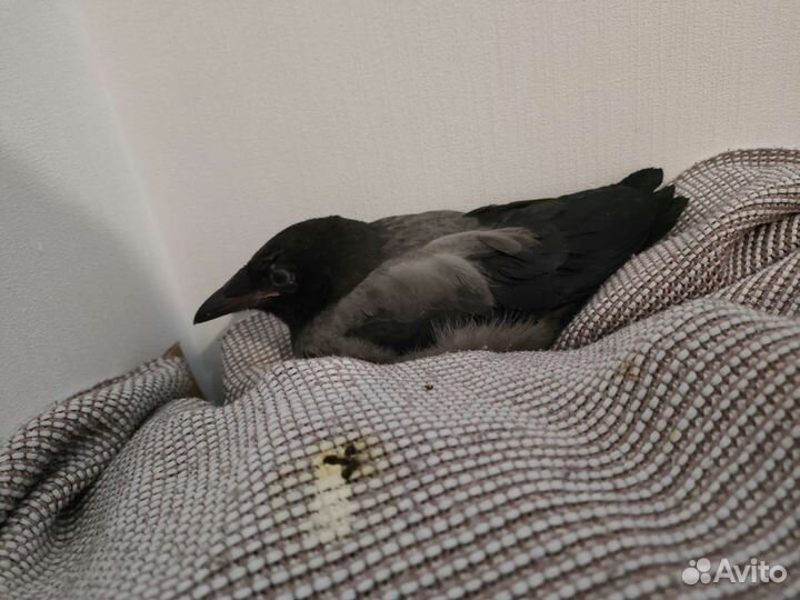 Помощь птицам