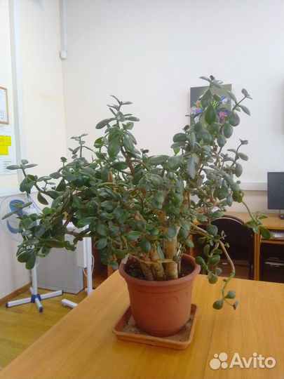 Красула толстянка