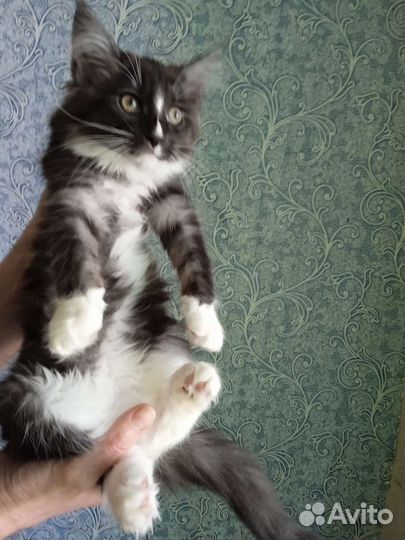 Мейн-кун котенок 4,5месяца
