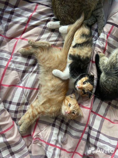 Котята в добрые руки