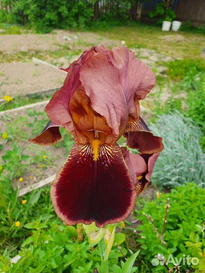 Ирис бородатый