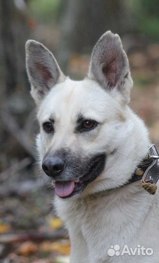 Собаки бесплатно