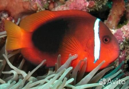 Клоун френатус (томатный красный) L-XL