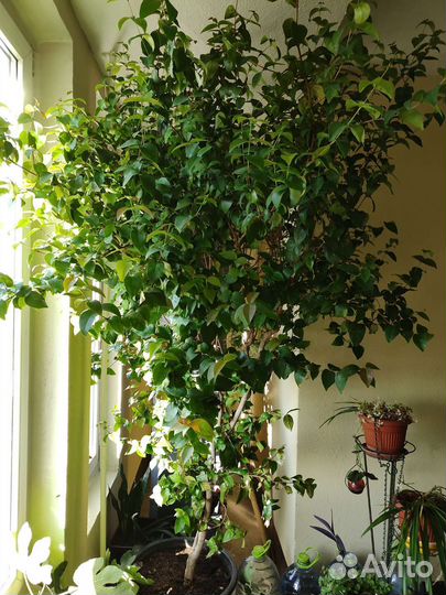 Суринамская вишня или Евгения унифлора