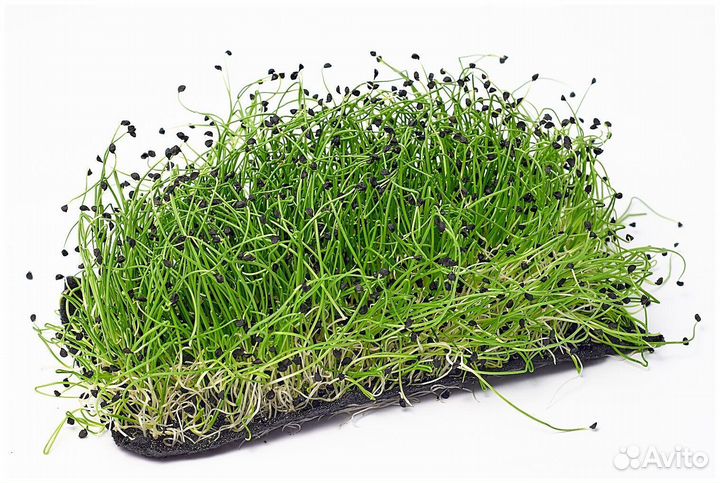 Семена для микрозелени