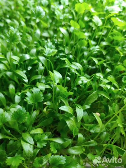 Франшиза производства микрозелени