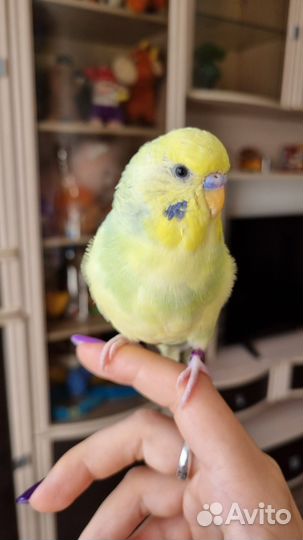 Волнистые попугаи пара, говорящий попугай, получех