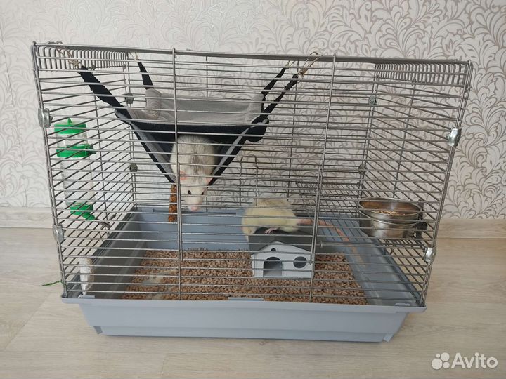 Декоративная крыса с клеткой