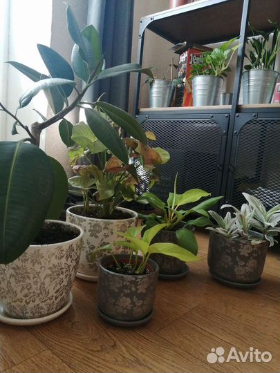 Керамические горшки для цветов бу