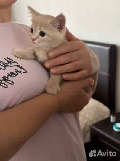 Отдам котенка в добрые руки