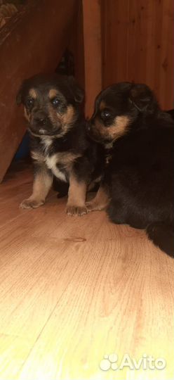 Щенки ротвейлера в добрые руки