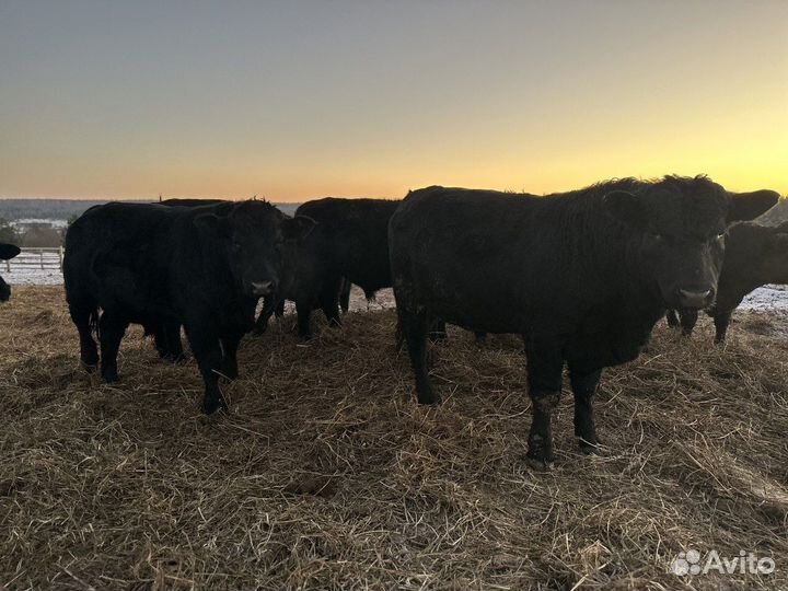 Продам крс мясной породы