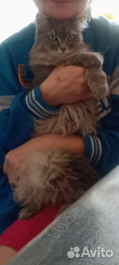 Взрослая кошка от хозяйки в добры руки