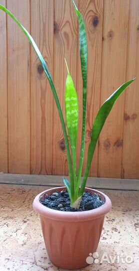 Комнатные растения бесплатно