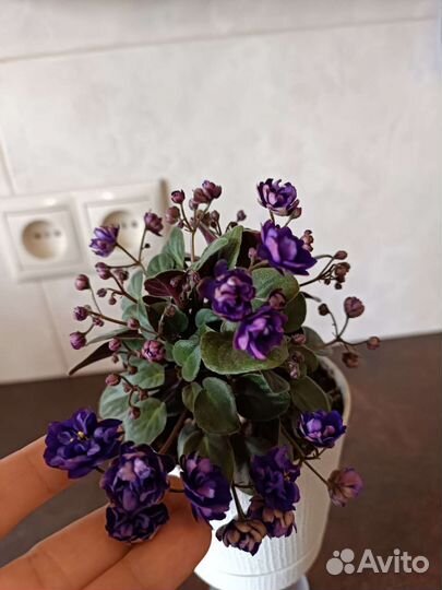 Излишки деток сортовых фиалок