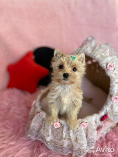 Мальчик golddust голдаст ищет дом