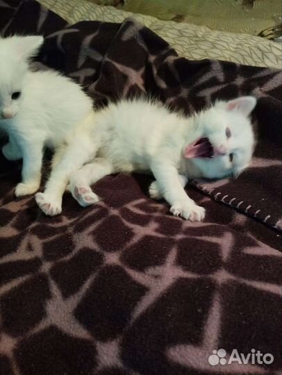 Отдам в добрые руки