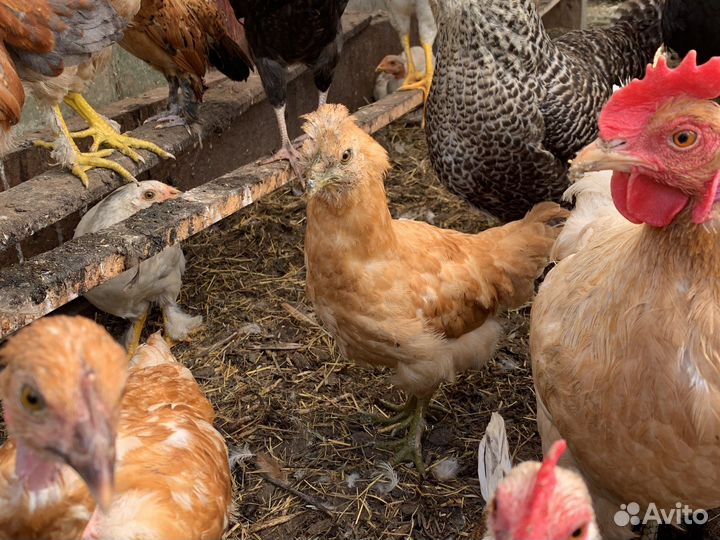 Маленькие курочки, голошейки, питухи. Все разные