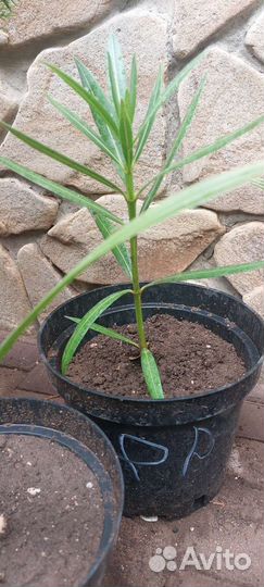 Продам Олеандр