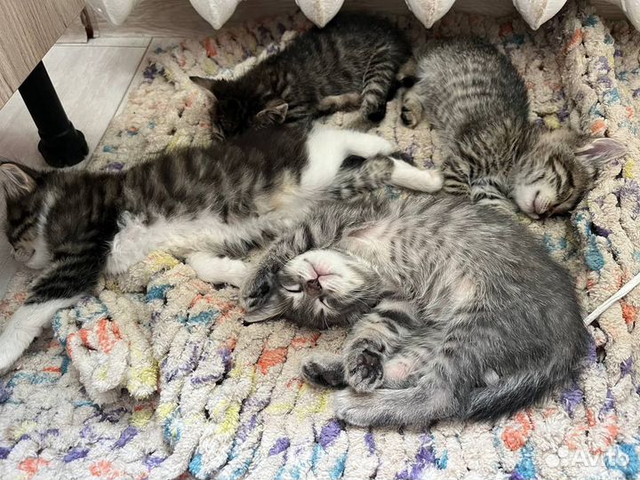 Отдам котят в добрые руки