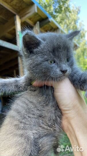 Котята крысоловы