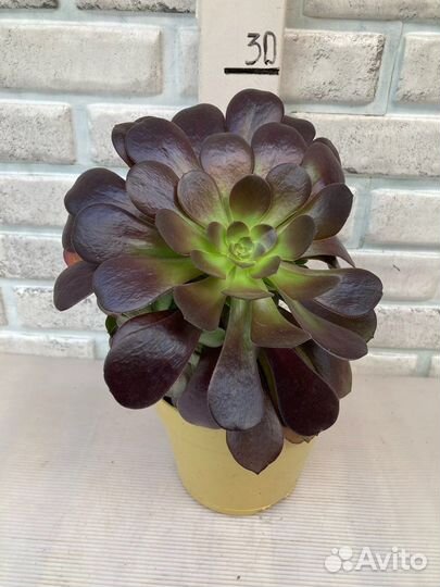 Эониум, несколько сортов из питомника растений