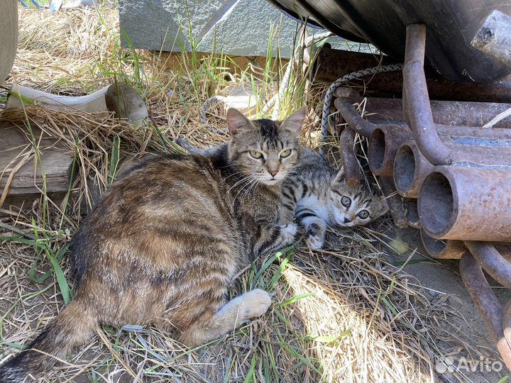 Котята в добрые руки