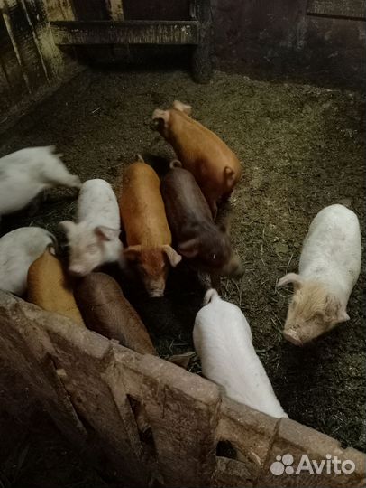 Русская белая с дюроком