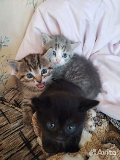 Котята в добрые руки